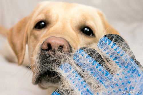 Luva Removedora de Pelos PawPure - Escova Massageadora para Cães e Gatos
